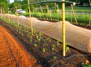 Tomatoes getting ready to climb their bamboo trellis.  Eggplants are growing next to them under row covers to protect them from flea beatles.  The cucumber trellis rises up in the background with lettuce growing where it will be shaded by cukes.  
